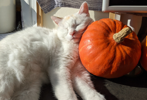 Lisa Kuerbis -Katze schmust mit Kuerbis.jpg
